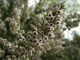 133 Erica arborea.JPG